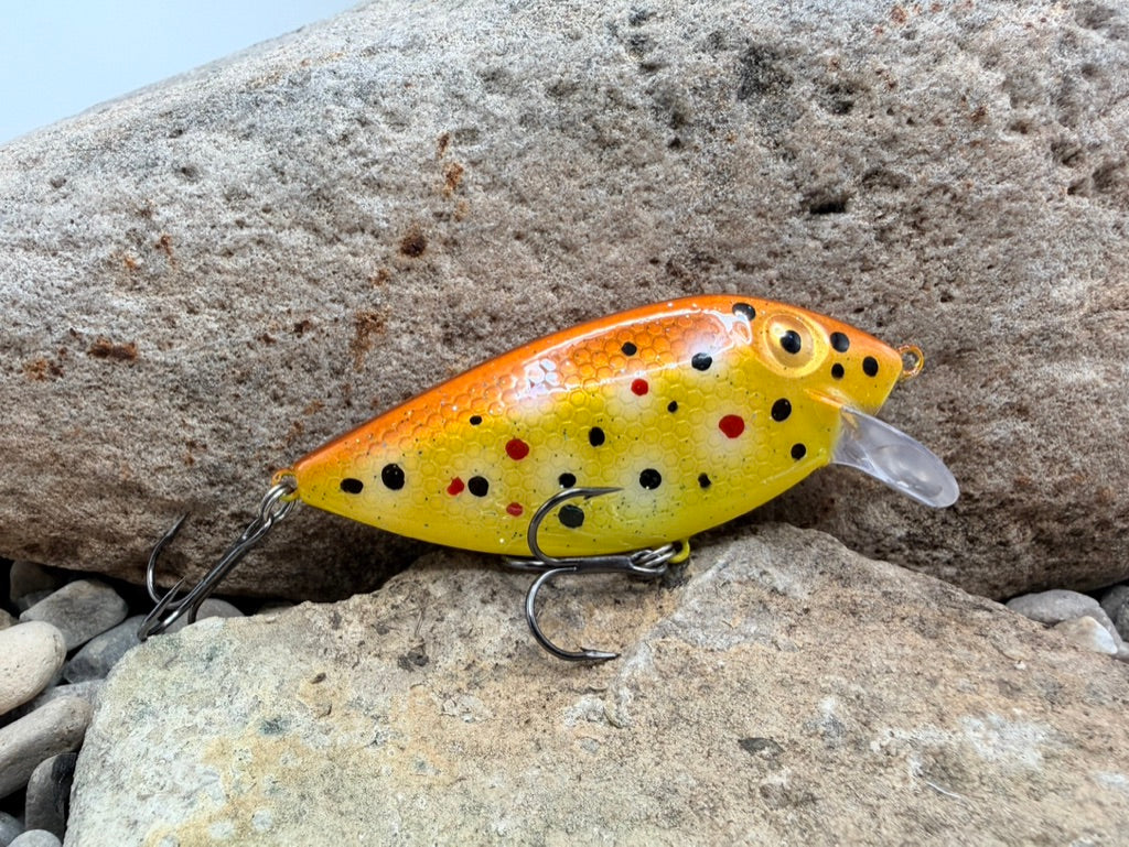 Brown Trout Thin Fin